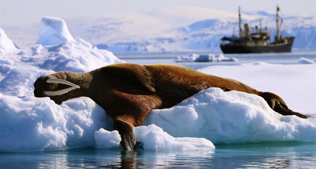 Arctique canadien