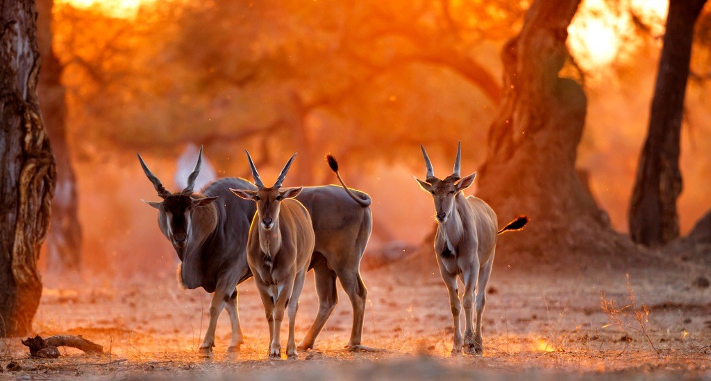 Zimbabwe
