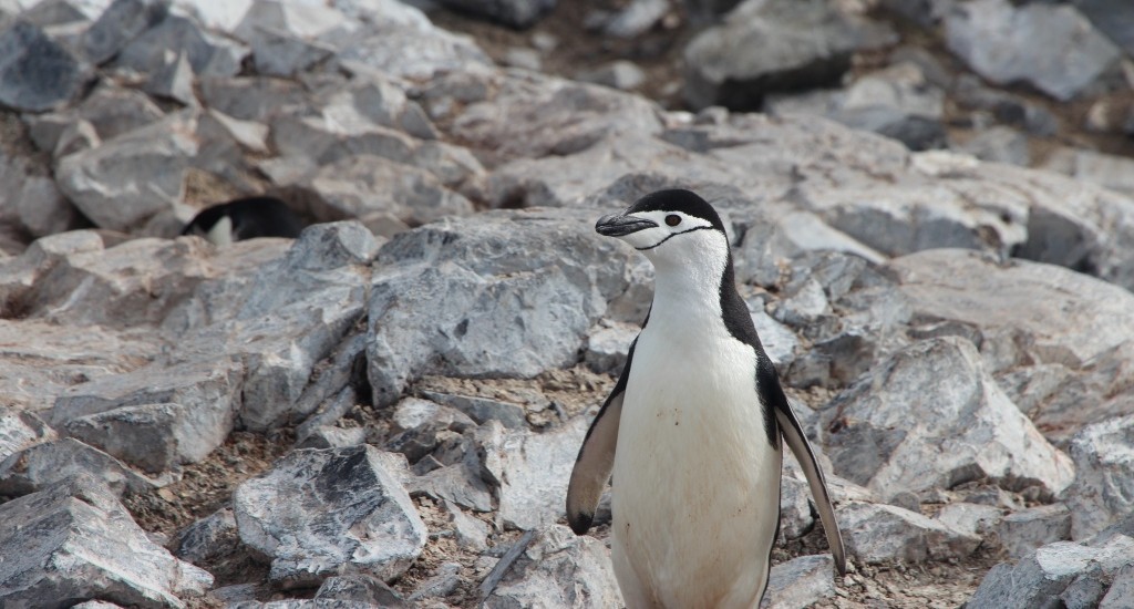 Antarctique