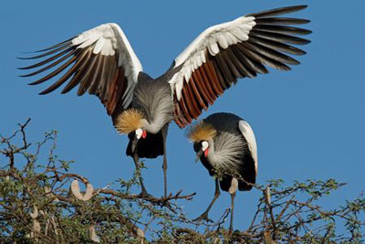Parc national de Hwange