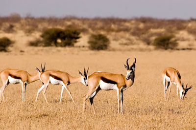 Région du Kalahari
